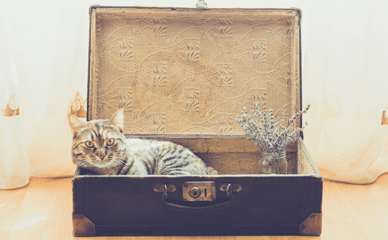 Travel nursing cat in a suitcase.